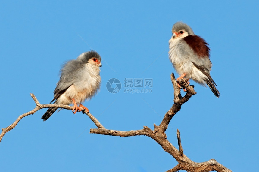 爪子荒野一对小矮皮革的猎物Polihierax半东瓜巴特斯夹在分支上南非警惕图片