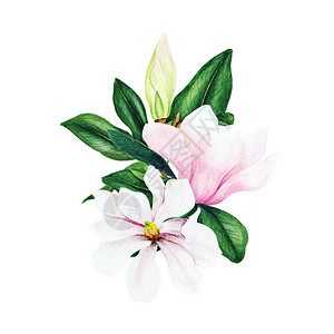 树叶向量优质的Magnolia和叶子亮水彩花束手画插图图片