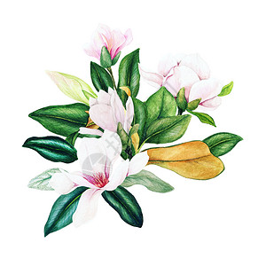 植物向量Magnolia和叶子亮水彩花束手画插图季节背景图片