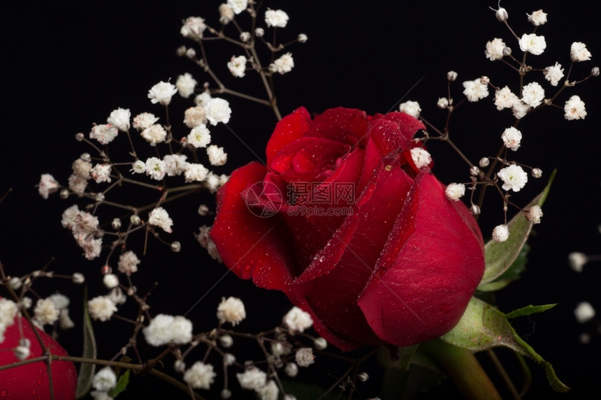 气泡白色的近距离拍摄一朵美丽的红玫瑰四周都是白宝的呼吸缩合图片