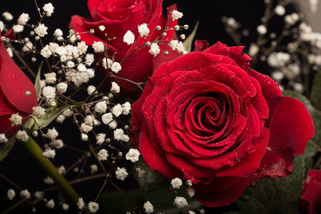 颜色近距离拍摄一朵美丽的红玫瑰四周都是白宝的呼吸丰富多彩宝贝们图片