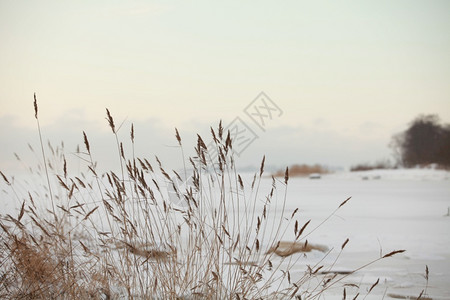 摇动的芦苇寒冷的风摇动了干枯的尾巴冬季湖被白雪冰冻天气秸秆甘蔗背景
