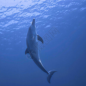 野生海豚图片