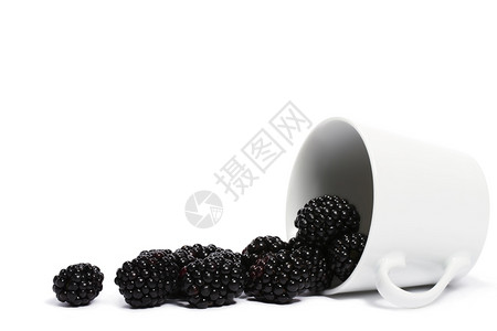 成熟黑莓从跌倒的杯子中滚落黑莓从跌倒的杯子中滚落白色背景有机的盘子图片
