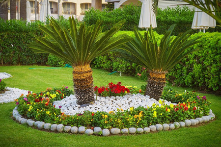 衬套棕榈树在公园里装饰得很漂亮热带园艺图片