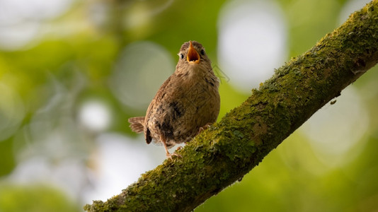 鸟唱歌摄影在英国的一个分支上唱着一首独角鸟歌种动物群背景