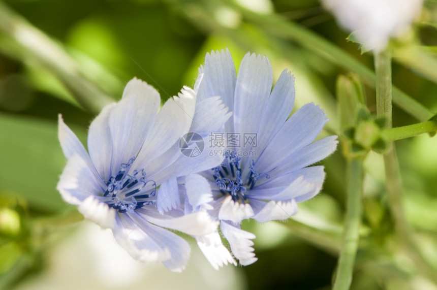 经过春天花朵周围有青草的浅蓝色鲜花图片