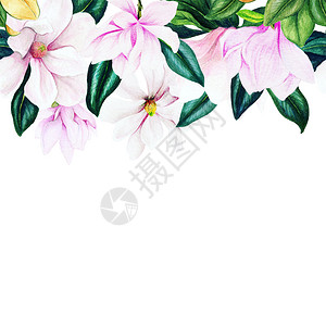叶子水彩木兰页眉无缝边框手画插图富有的花背景图片