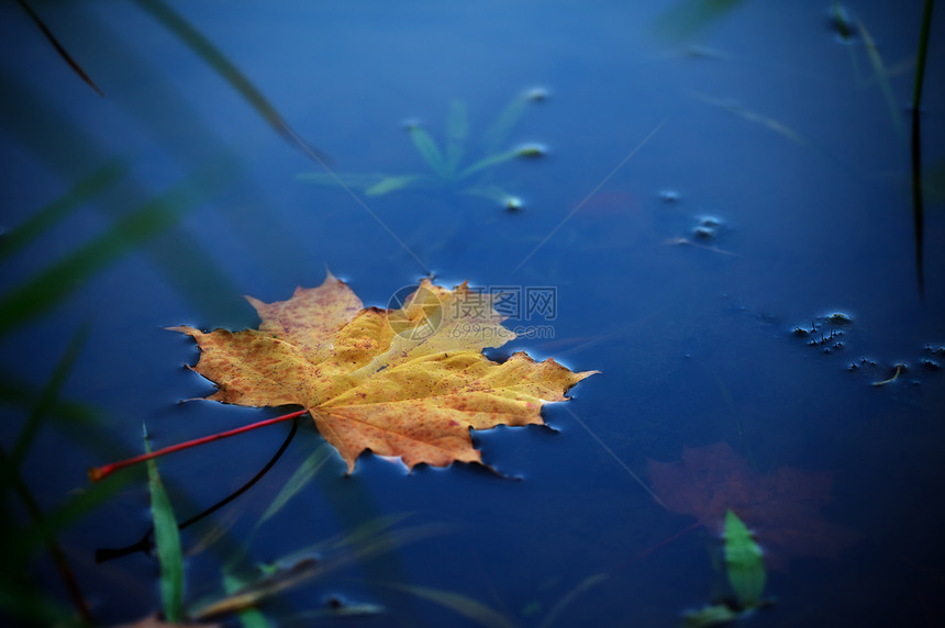 水面上的枫叶图片