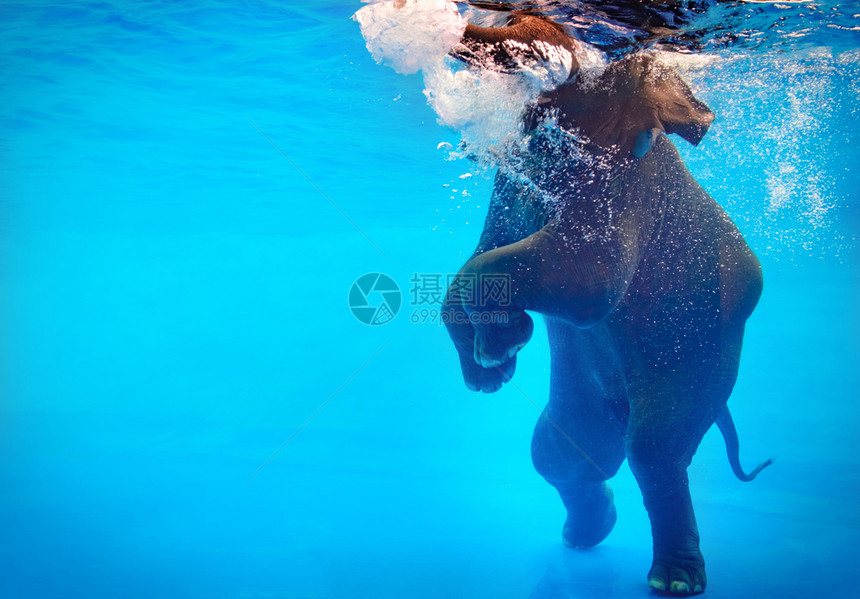 水中游泳的大象图片