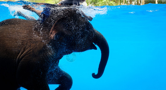 亚洲大象展示游泳吹出泰国水下树干泡的气蓝色洗澡图片