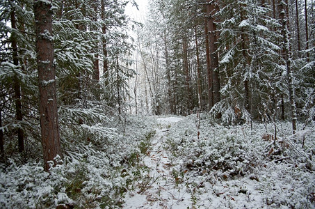 季节冬景点采雪林的树枝花森图片