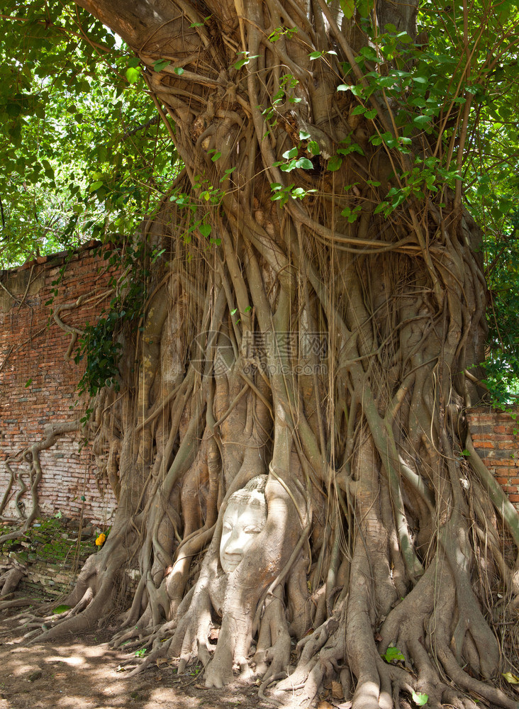 大城府泰国Ayutthaya泰国马哈特Wat的树根中砂石佛之首暹宗教图片