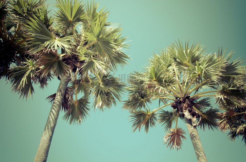 春天绿色海滩热带棕榈树复古风格图片