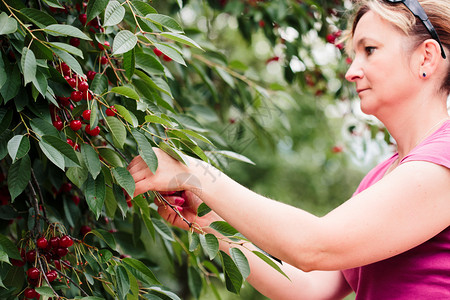 花园叶子浆果从树上摘樱桃莓的妇女图片