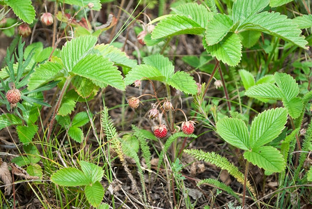 水果食物阳光野生草莓图片