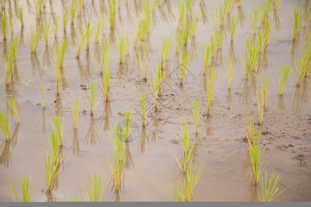 白饭种植水稻的农民作物场地泰国图片
