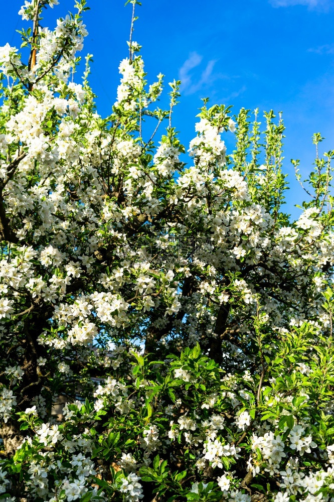 环境春花园的开树绽放樱桃图片