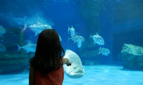 教育访问一种个小亚洲女孩指着鱼在水族馆的池里游泳图片