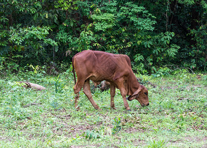 树野生动物屋农舍后面草坪上的年轻牛图片