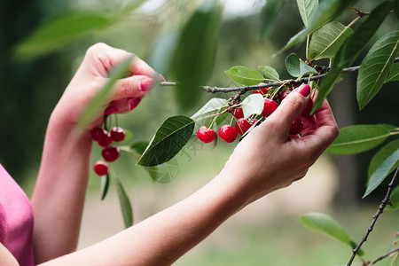 夏令食物从树上摘樱桃莓的妇女收获图片