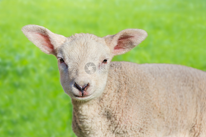 绿色草原上一只新生白羊羔的近距离肖像家畜德尔登季节图片
