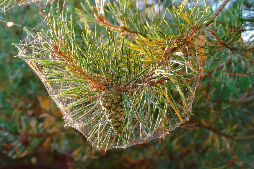 绿色露松树枝上的蜘蛛网秋天上的松针秋天蜘蛛网上的松针树枝上的蜘蛛网水图片