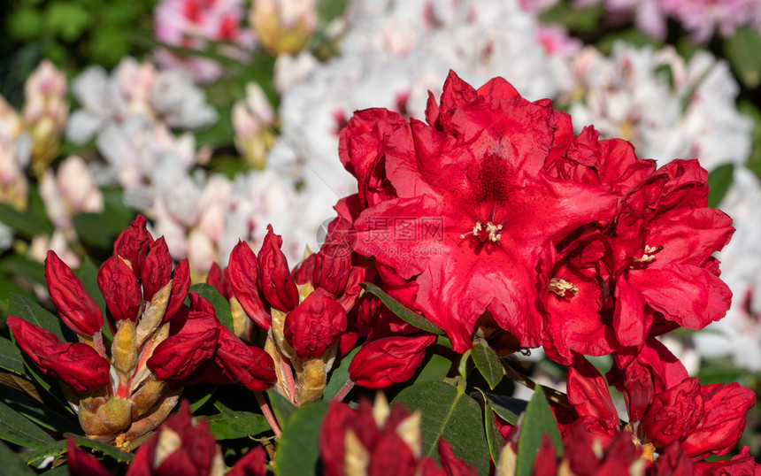 开花生长天Rhododendron混合型图片