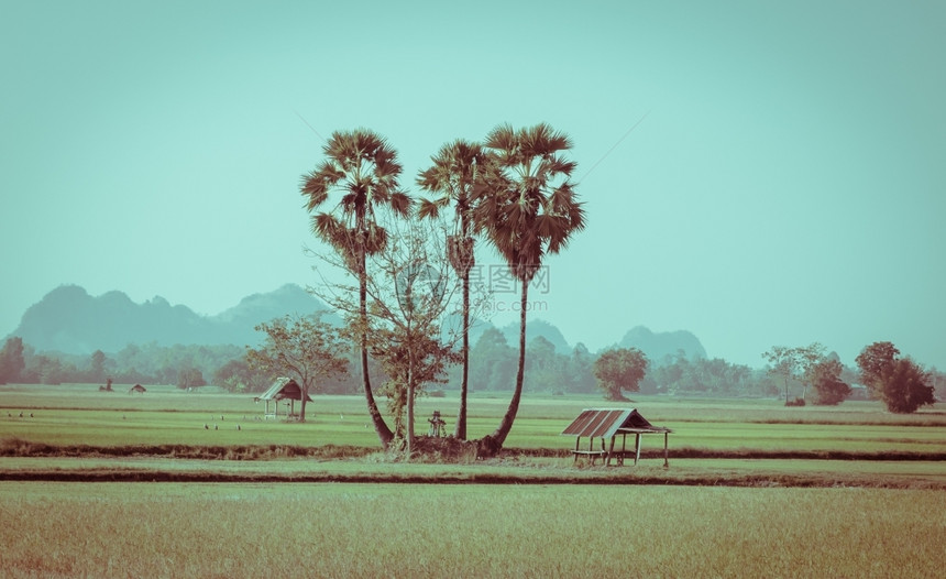 糖亚洲培育泰国甘蔗棕榈树和稻田草棚的风景和鲜色格图象图片