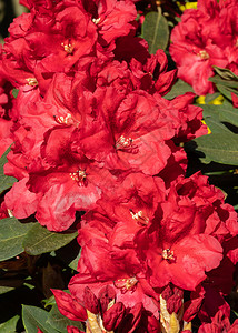 园艺花床春天Rhododendron混合型图片