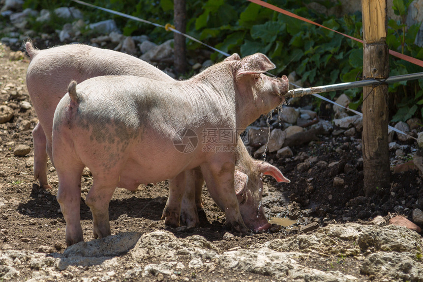 他们的谷仓小家禽猪在农场的里从管道中抽取其口水在一个农场里从管道中抽取其口水团体图片