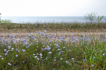 亚麻籽在瑞典群岛奥兰的沿海蓝色松花自然绿图片