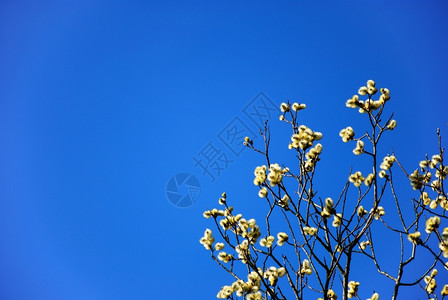 新的开花植物群蓝天的毛小猫斑枝从瑞典群岛奥兰图片
