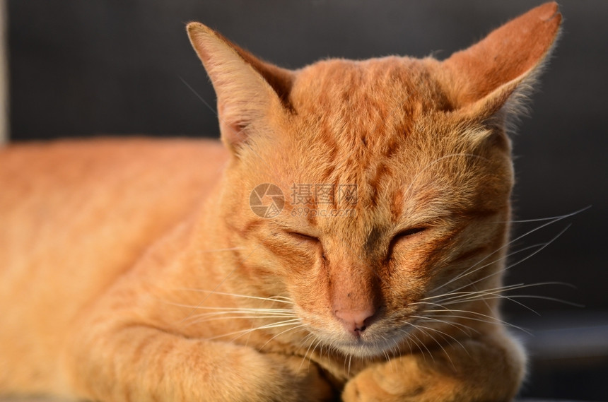 复制虎斑猫黄说谎图片