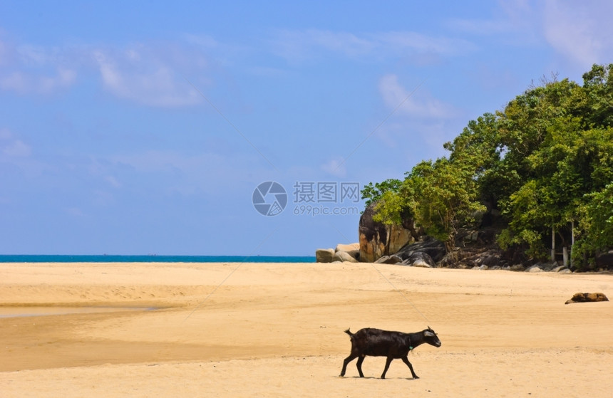 场景观天空泰国南部湾海岸的滩上山羊图片