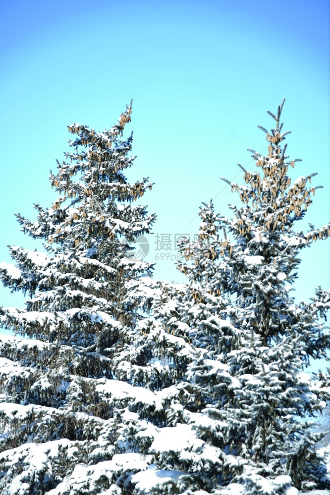 圣诞节季冬白雪和寒风中的圣诞树美丽图片
