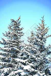 圣诞节季冬白雪和寒风中的圣诞树美丽图片