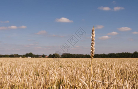 田地上只有一耳玉米在庄稼上方有一耳朵玉米在庄稼上方夏天谷物图片