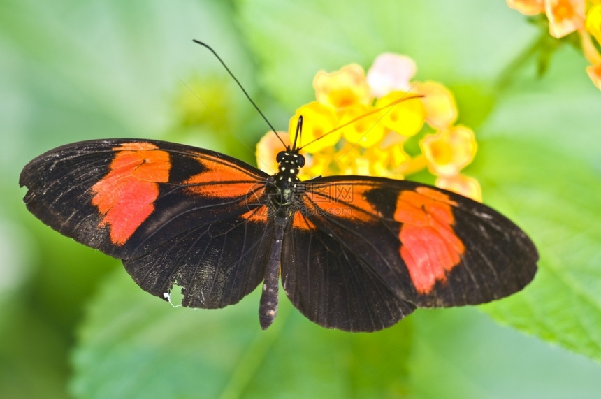 装饰雅各布斯一只蝴蝶的紧闭在花朵上明亮的图片