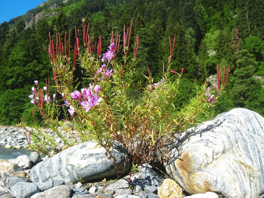 粉红花和山地景观高加索夏季节天结石图片