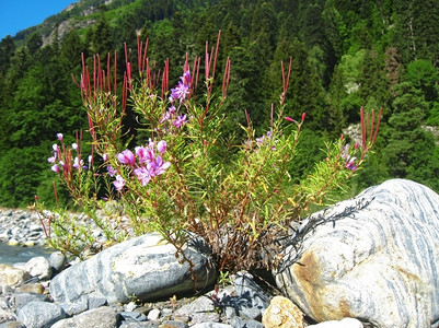 粉红花和山地景观高加索夏季节天结石图片