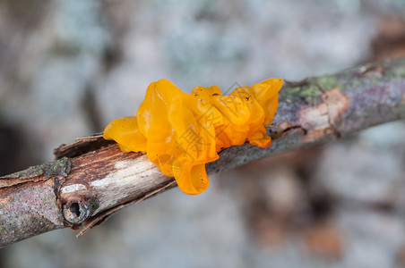 银耳一种黄色的腐烂树枝上黄真菌图片