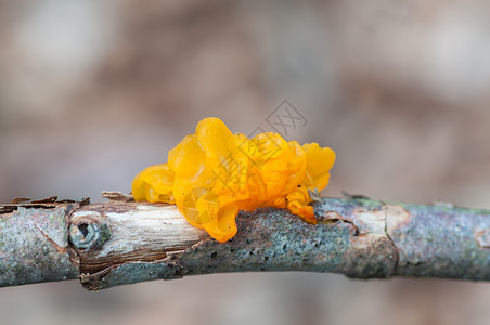 苔藓腐烂树枝上的黄真菌分支地衣图片