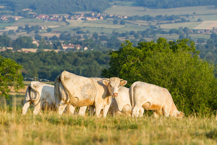 勃艮第白公牛在法国勃根迪地区放牧场家畜图片