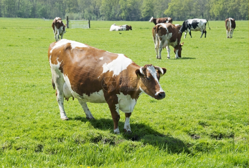场地农绿草上的棕白牛乡村图片