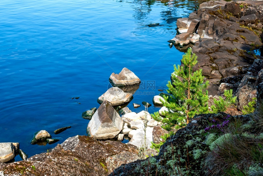 拉多加湖的岩石岛屿边的洛基岸岩石上隐密的森林拉多加湖的岩石岛屿阳光俄罗斯松树图片