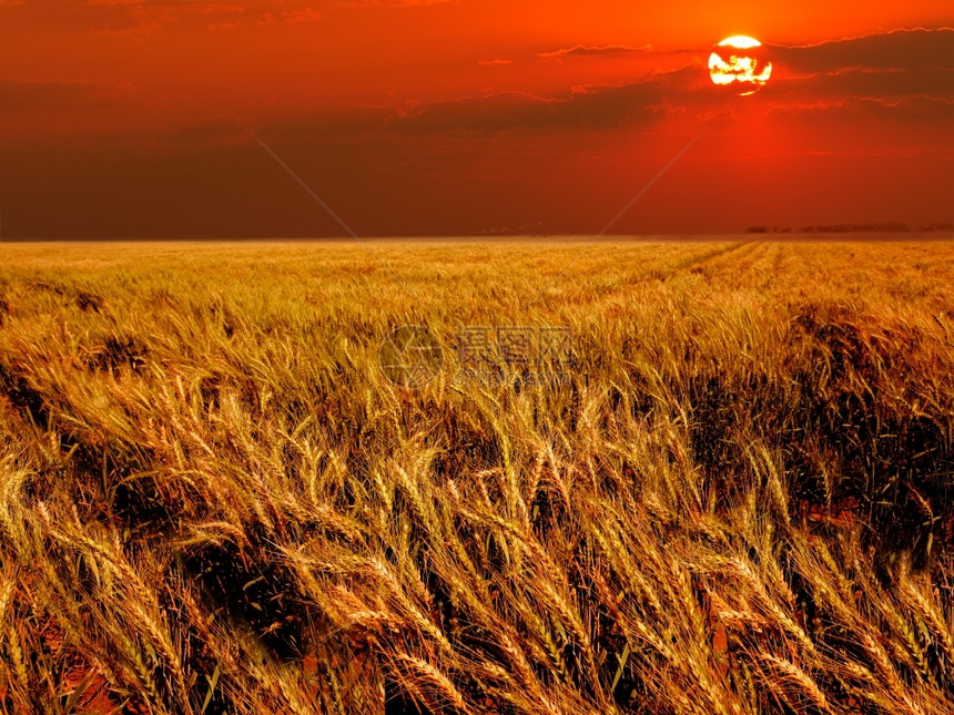 栽培草农场日落时暖光小麦田