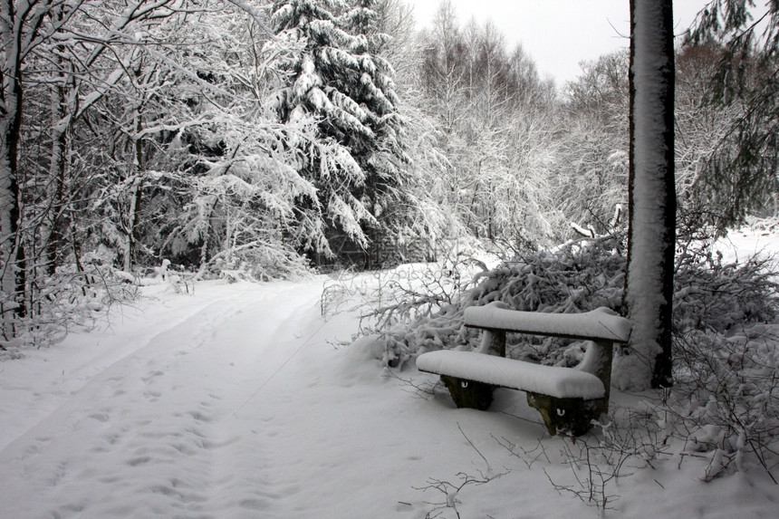 景观冬季森林中的雪覆盖表层坐着冰图片