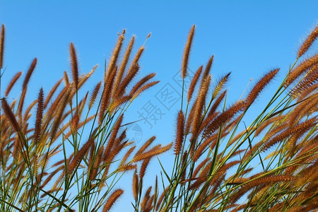 户外生长乡村的草和天空图片