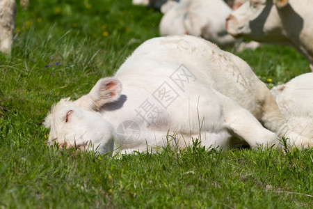 牛肉农场在草原上睡觉眠图片